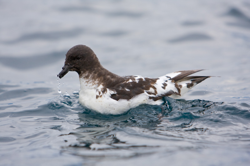 Cape Petrel